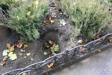 Улицу Пушкинскую украшают тысячами кустов можжевельника (фоторепортаж)