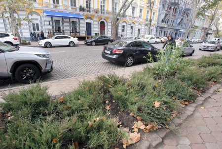 Улицу Пушкинскую украшают тысячами кустов можжевельника (фоторепортаж)