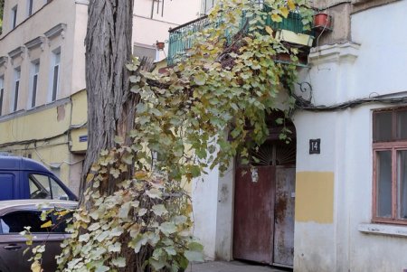 Покровский – один из самых зеленых переулков в Одессе (фоторепортаж)