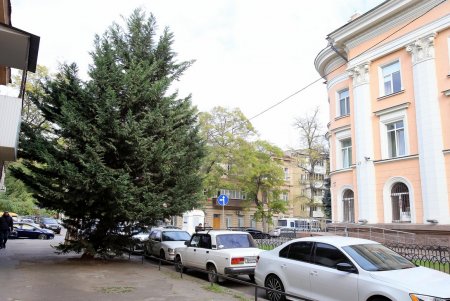 Покровский – один из самых зеленых переулков в Одессе (фоторепортаж)