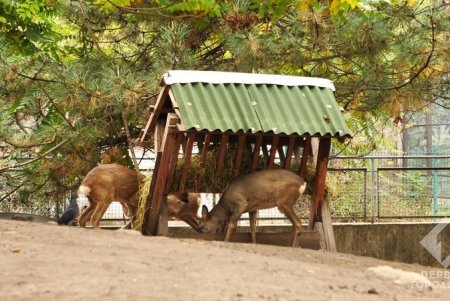 В зоопарке утепляют вольеры перед зимой, а животных стали больше кормить
