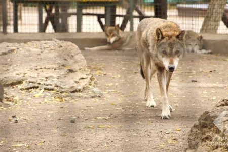 В зоопарке утепляют вольеры перед зимой, а животных стали больше кормить