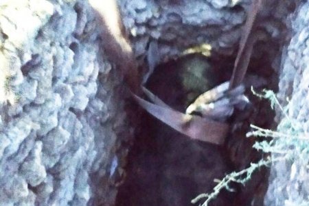 В Березовском районе спасатели при помощи крана достали корову из трехметровой канализационной ямы (фото)