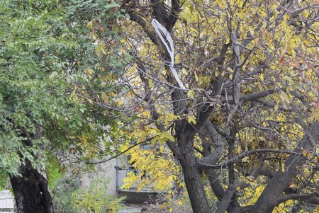 Улица Черняховского в ближайшее время изменит свой облик (фоторепортаж) 