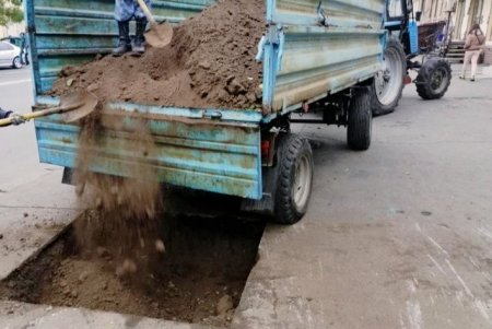 Коммунальщики озеленили Молдаванку саженцами софоры (фото)
