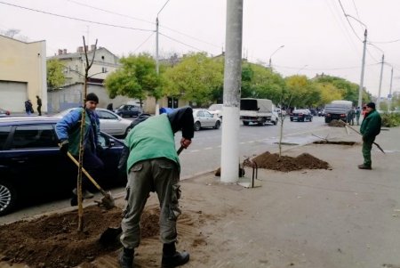 Коммунальщики озеленили Молдаванку саженцами софоры (фото)