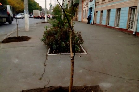 Коммунальщики озеленили Молдаванку саженцами софоры (фото)