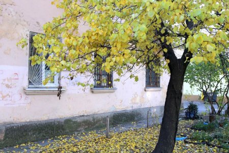 Адмиральский проспект: от рабочего поселка до одной из ключевых улиц города (фоторепортаж) 