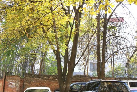 Адмиральский проспект: от рабочего поселка до одной из ключевых улиц города (фоторепортаж) 