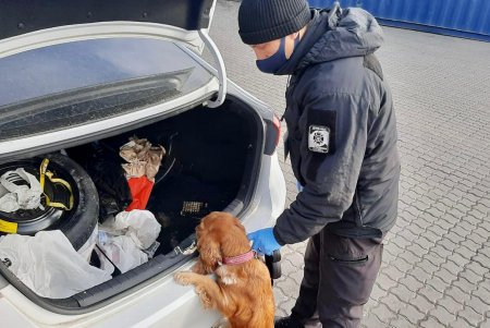 Служебный пес пограничников нашел полторы сотни патронов в прибывшем из США авто в Одесским порту (фото, видео)
