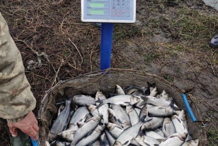 В Заплазское водохранилище заселили почти 23 тысячи мальков толстолобика и карпа (фото)