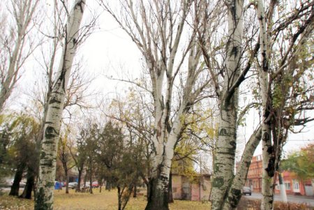 Сквер имени Михаила Плохого в ближайшее время преобразится (фоторепортаж)