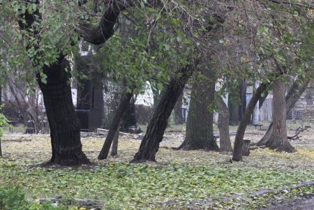 Сквер имени Михаила Плохого в ближайшее время преобразится (фоторепортаж)