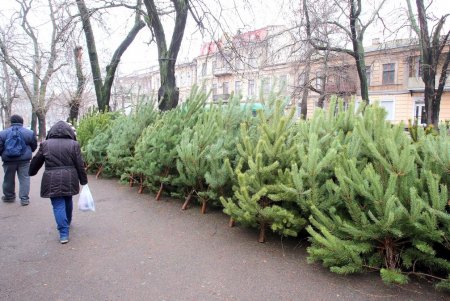 Новый год близко: в Одессе открылись первые елочные базары (фоторепортаж)