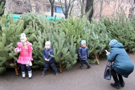 Новый год близко: в Одессе открылись первые елочные базары (фоторепортаж)
