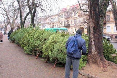 Новый год близко: в Одессе открылись первые елочные базары (фоторепортаж)