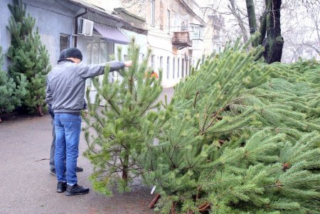 Новый год близко: в Одессе открылись первые елочные базары (фоторепортаж)