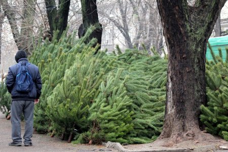 Новый год близко: в Одессе открылись первые елочные базары (фоторепортаж)