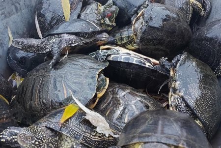 35 черепах из парка Победы до весны забрали в зоопарк (фото)