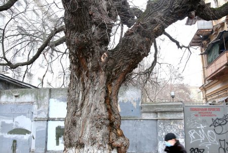 Облик Александровского проспекта в ближайшее время преобразится (фоторепортаж) 