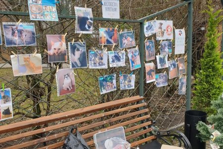 Волонтеры провели ярмарку в помощь бездомным животным и продолжают сбор денег в сецсетях (фото)