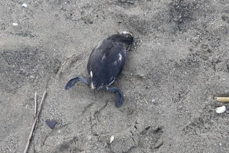 Из-за новогодних фейерверков на одесском пляже погибли морские птицы