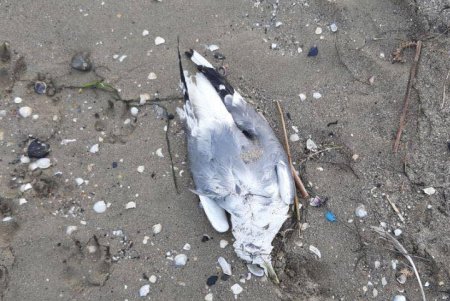 Из-за новогодних фейерверков на одесском пляже погибли морские птицы