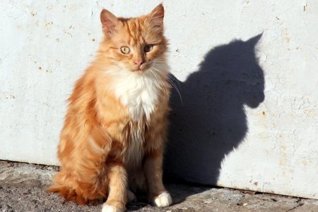 Прогулка по улице Кутузакия (фоторепортаж)