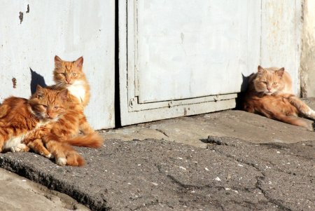 Прогулка по улице Кутузакия (фоторепортаж)