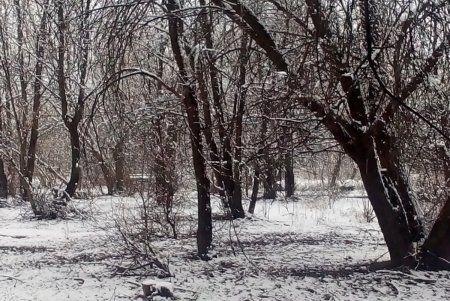 Одесскую область засыпало снегом (фото, видео)