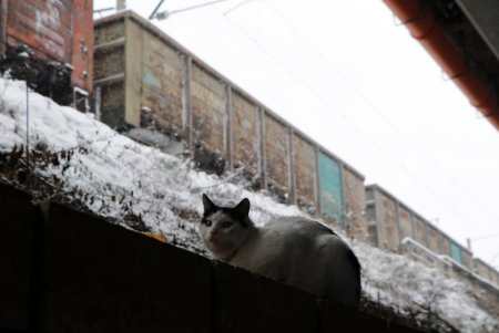 Зимняя сказка одесских улиц (фоторепортаж)