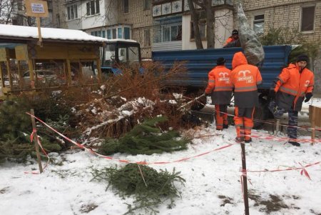 В Приморском районе уже вывозят полные грузовики елок, которые сдали одесситы в обмен на конфеты