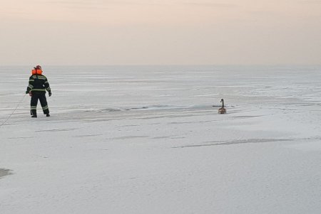 Вмерзших в лед лебедей спасатели вызволили в двух районах области (фото)