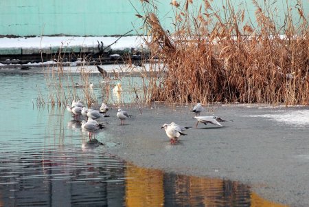 В Дюковский сад пришла оттепель (фоторепортаж) 