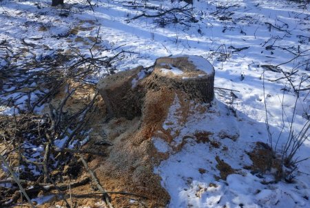 В Белгород-Днестровском районе «черные лесорубы» сожгли собственный автомобиль, пытаясь избавиться от улик (фото)