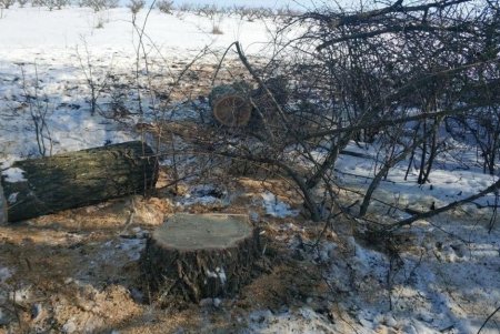 В Белгород-Днестровском районе «черные лесорубы» сожгли собственный автомобиль, пытаясь избавиться от улик (фото)
