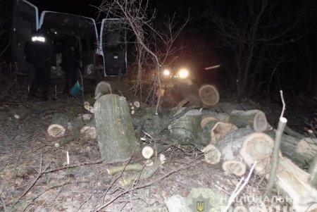 В Одесской области правоохранители задержали «черных лесорубов» (фото)
