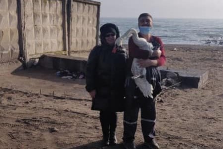 На одесском пляже водолазы спасли лебедя и передали его в зоопарк
