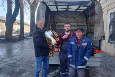 На одесском пляже водолазы спасли лебедя и передали его в зоопарк