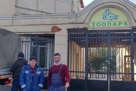 На одесском пляже водолазы спасли лебедя и передали его в зоопарк