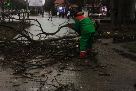 Сильный ветер повалил деревья и крупные ветки в городе: аварийные бригады устраняют последствия непогоды (фото)