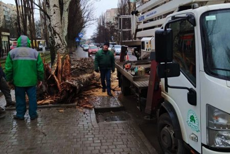 Сильный ветер повалил деревья и крупные ветки в городе: аварийные бригады устраняют последствия непогоды (фото)