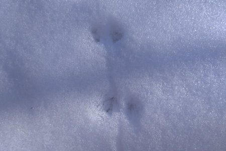 Снег позволил специалистам НПП «Тузловские лиманы» получить ценные сведения о поведении лис, зайцев, фазанов (фото)