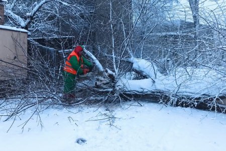 В КП «Горзелентрест» призвали водителей не оставлять машины под деревьями и линиями электропередач (фото)