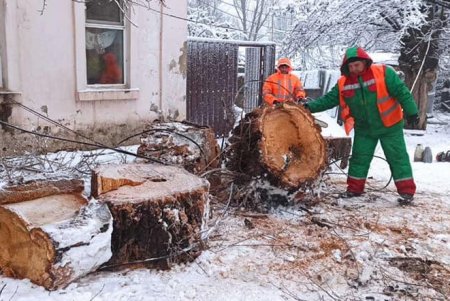 В КП «Горзелентрест» призвали водителей не оставлять машины под деревьями и линиями электропередач (фото)