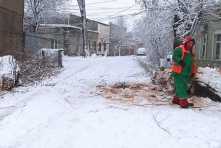 В КП «Горзелентрест» призвали водителей не оставлять машины под деревьями и линиями электропередач (фото)