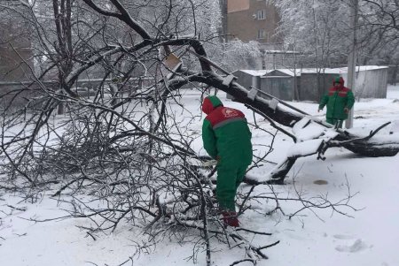 Коммунальщики расчищают снег в пешеходных зонах и убирают поваленные стихией деревья (фото)