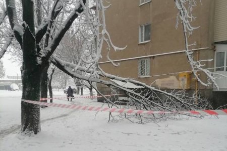 После трех часов дня в городе начали массово падать деревья и ветки: коммунальщики распилили и убрали около сотни единиц (фото)