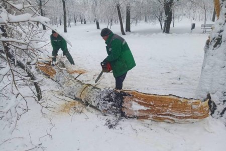 После трех часов дня в городе начали массово падать деревья и ветки: коммунальщики распилили и убрали около сотни единиц (фото)