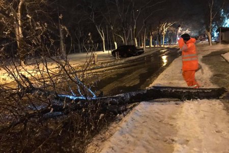 За время непогоды в Одессе упало почти 500 деревьев и крупных веток (фото)